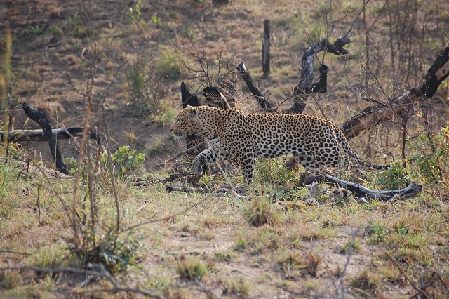 leopard